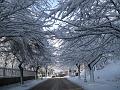 Neve (30)